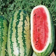 Rattlesnake Watermelon Fruit Seeds for Planting - Unique Watermelon Varieties, Heirloom Seeds