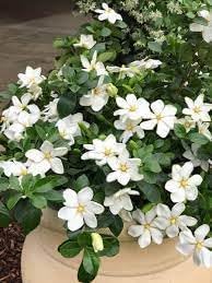 Heirloom Non-GMO Jasminoids Flower Seeds for Planting – Fragrant Blooms for Home and Garden Decor