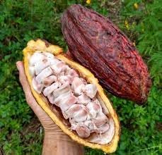 Cacao Fruit Seeds - Grow Your Own Chocolate Tree 100 pcs