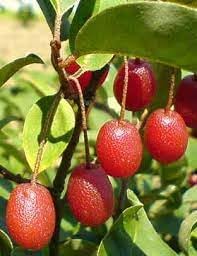 GOUMI Berry Fruit Seeds for Planting - Cultivating Unique & Hardy Berries, Heirloom Seeds