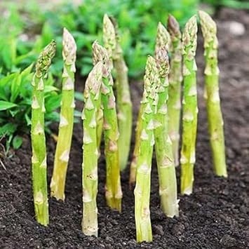 Asparagus Seeds for Home Garden, 100 pcs