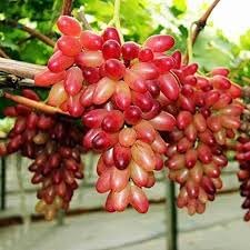 Wild Fox Grape Seeds for Planting - Hardy, Wild-Style Fruit Production, Heirloom Seeds