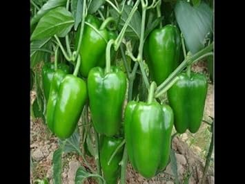Capsicum Vegetable Seeds for Planting heirloom & Non-GMO Seeds
