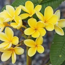 Heirloom Non-GMO Yellow Gloxinia Flower Seeds for Garden Planting – Bright Tropical Blooms