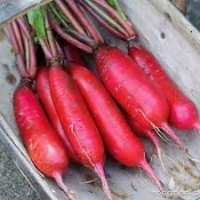 Pink Radish Seeds for Planting - heirloom & Non-GMO Seeds
