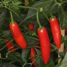Serrano Pepper Capsicum annuum seeds for garden planting