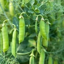 Pea Seeds for Planting, 100 pcs