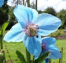 Heirloom Meconopsis Betonicifolia Flower Seeds for Garden Planting, Non-GMO, Himalayan Blue Poppy Blooms