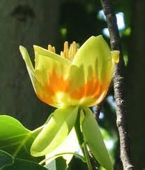 Tulpenbaum Flower Seeds for Planting - 100 pcs