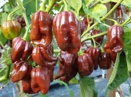Trinidad Hot Pepper Vegetable Seeds for Planting - 100 pcs