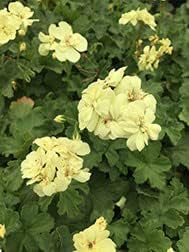 Organic Heirloom Non-GMO Green Geranium Seeds for Planting – Unique Garden Blooms