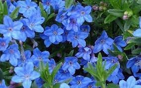 Heirloom Non-GMO Lithodora Flower Seeds for Planting – Vibrant Blue Blooms for Rock Gardens