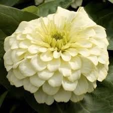 Heirloom Magellan Ivory Zinnia Flower Seeds for Planting – Non-GMO, Colorful Garden Blooms