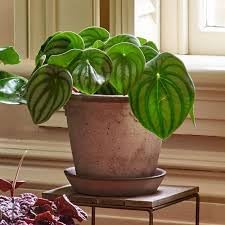 Watermelon Peperomia Plant Seeds for Planting - Unique and Decorative Watermelon Look