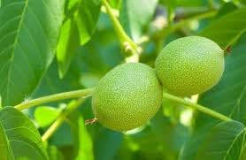 Walnut Fruit Seeds for Growing Nut-Bearing Walnut Trees 100 pcs