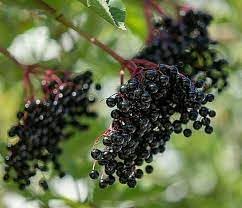 Elderberry Fruit Seeds, Plant for Healthy and Nutritious Berries 100 pcs
