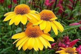 Heirloom Non-GMO Yellow Coneflower Seeds for planting in home garden