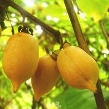 Actinidia Polygama Fruit Seeds for Cultivation – Grow Natural Fruits at your Home Backyard Orchid