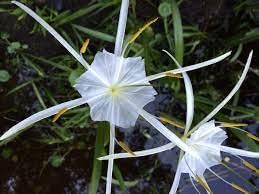 Heirloom Hymenocallis Flower Seeds, Non-GMO Spider Lily Blooms for Elegant Garden Planting