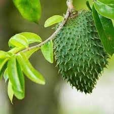 Soursop Fruit Seeds for Planting and Cultivating the Tropical and Nutrient-Rich Delight, Heirloom Seeds