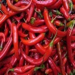 Maroon Brazilian Chili Capsicum annuum for planting in home garden