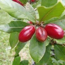 Miracle Berry Fruit Seeds for Planting - Growing a Unique and Flavor-Altering Fruit, GMO Free