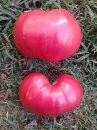 Tomato Seeds for Planting - 100 pcs