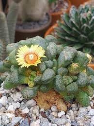 Succulent Flower Seeds Heirloom Non GMO Planting - 100