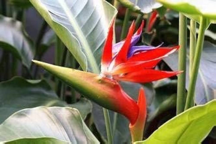 Heirloom Non-GMO Red Strelitzia Reginae Flower Seeds for Planting – Exotic Bird of Paradise Seeds