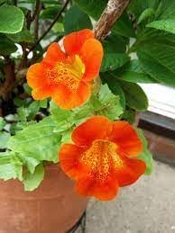 Heirloom Mimulus Flower Seeds, Non-GMO Monkey Flower Blooms for Moist and Shaded Garden Planting