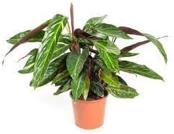 Calathea Magicstar Plant Seeds for Planting, Heirloom, Non-GMO Seeds