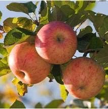 Red-Green Apple Fruit Seeds for Planting - Variety for Organic Home Orchards
