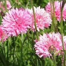 Cornflower Planting Seeds heirloom & Non-GMO Seeds