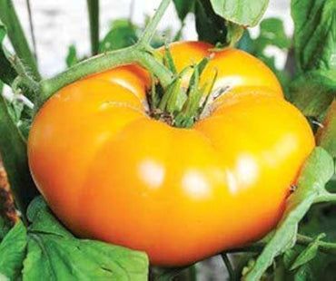 Yellow Brandywine Tomato seeds – heirloom variety with rich, golden flavor