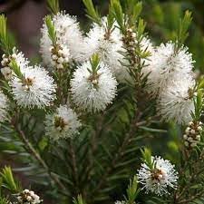 Melaleuca Flower Seeds for Planting - 100 pcs