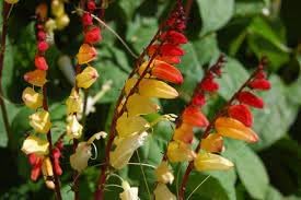 Heirloom Mina Lobata Plant Seeds for Garden Planting, Non-GMO, Exotic Climbing Blooms for Trellises