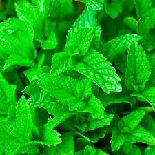 Mint Mentha Seeds for Planting - 100 pcs