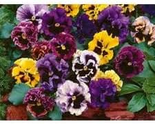 Heirloom Double Pansy Rococo Flower Seeds for Planting, Non-GMO