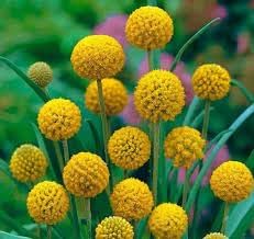 Globosa Flower Seeds Heirloom Non GMO Planting - 100