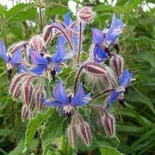 Borage Seeds for Planting – Organic, Heirloom, Non-GMO Flower & Herb Seeds