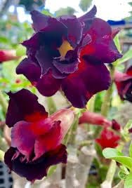 Heirloom Non-GMO Adenium Obesum Flower Seeds for Planting – Desert Rose Variety