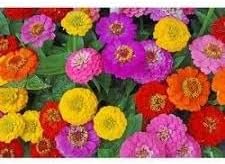 Zinnia Oklahoma Double Bloom Flower Seeds for Planting – Heirloom, Non-GMO Flower Seeds