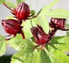 Roselle Hibiscus Fruit Seeds for Growing Tart and Healthy Fruit for Beverages 100 pcs