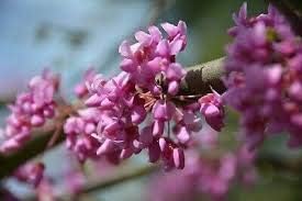 Heirloom Non-GMO Pink Cercis Flower Seeds for Ornamental Garden Planting