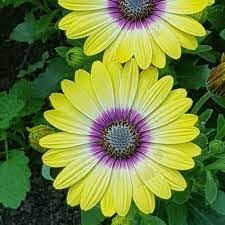Yellow Osteospermum Flower Seeds, Heirloom, Non-GMO Seeds for Planting