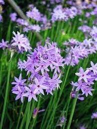 Heirloom Non-GMO Tulbaghia Flower Seeds for Planting – Fragrant Garlic-Scented Blooms for Garden Borders
