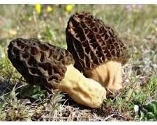 Morchella Conica Mushroom Seeds for Planting