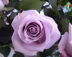 Heirloom Non-GMO Lavender Rose Flower Seeds for Planting – Fragrant Romantic Garden Blooms