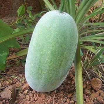 Hairy Gourd Vegetable Seeds for Planting - 100 pcs