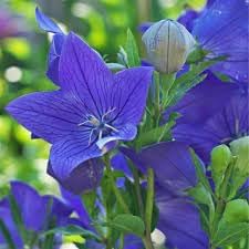 Heirloom Non-GMO Balloon Goluboy Flower Seeds – Rare Blue Perennial Flower Seeds
